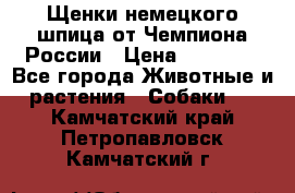 Щенки немецкого шпица от Чемпиона России › Цена ­ 50 000 - Все города Животные и растения » Собаки   . Камчатский край,Петропавловск-Камчатский г.